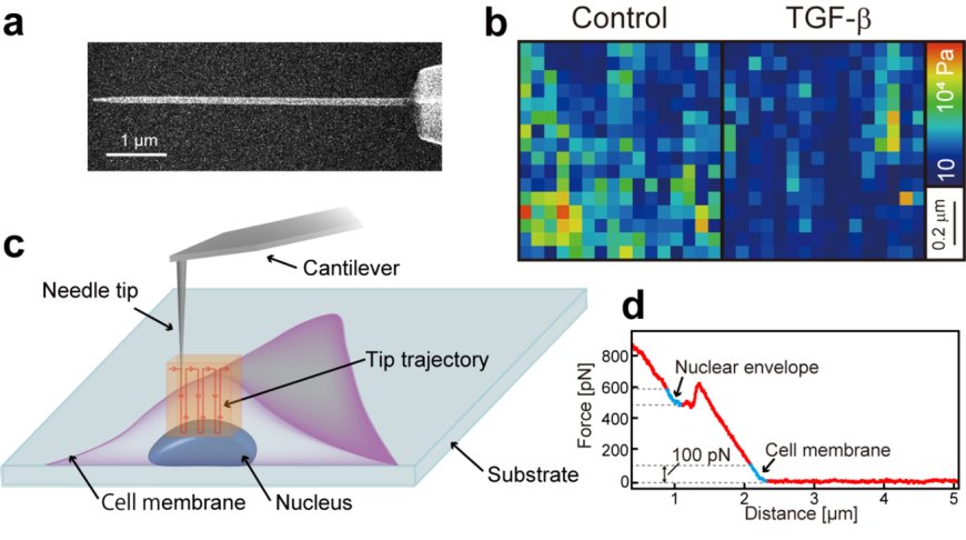 Nanotechnology research uncovers cancer cells flexibility